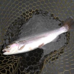 大安トラウトレイク 釣果